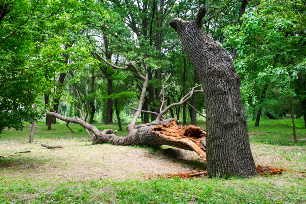 How Our Tree Care Process Works  in  Rural Hill, TN