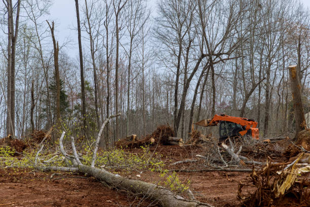 Reliable Rural Hill, TN Tree Removal Services Solutions